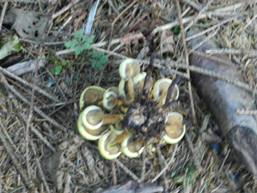 ritrovamenti 11 ottobre